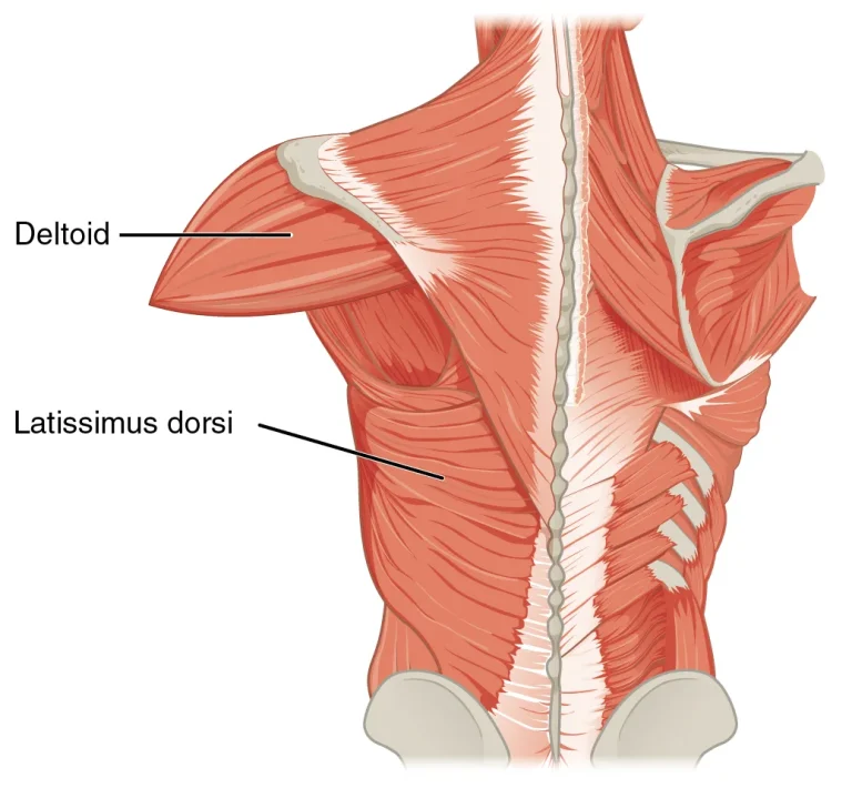 dumbbell shoulder press muscles worked diagram