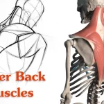 how to workout upper back with dumbbells