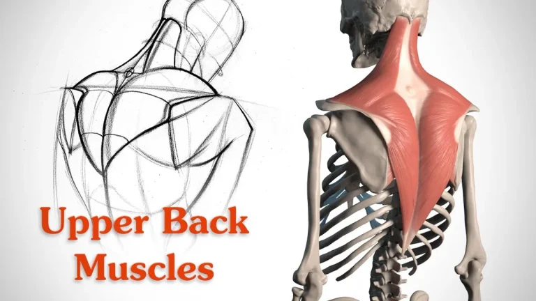 how to workout upper back with dumbbells