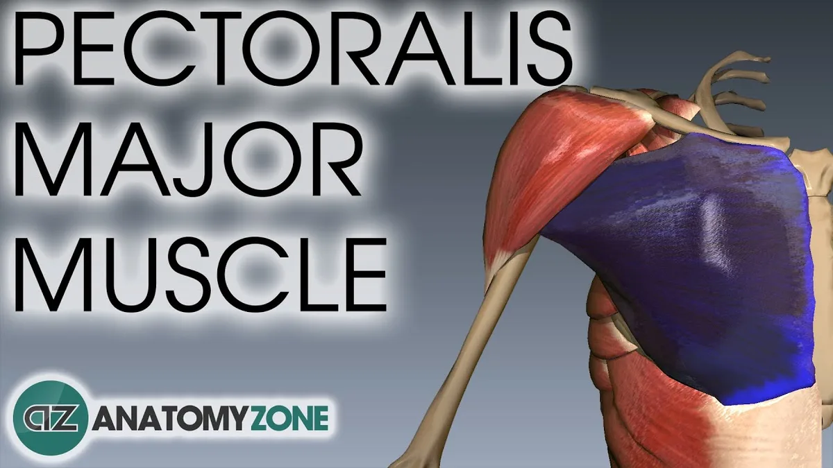 pectoralis major clavicular head