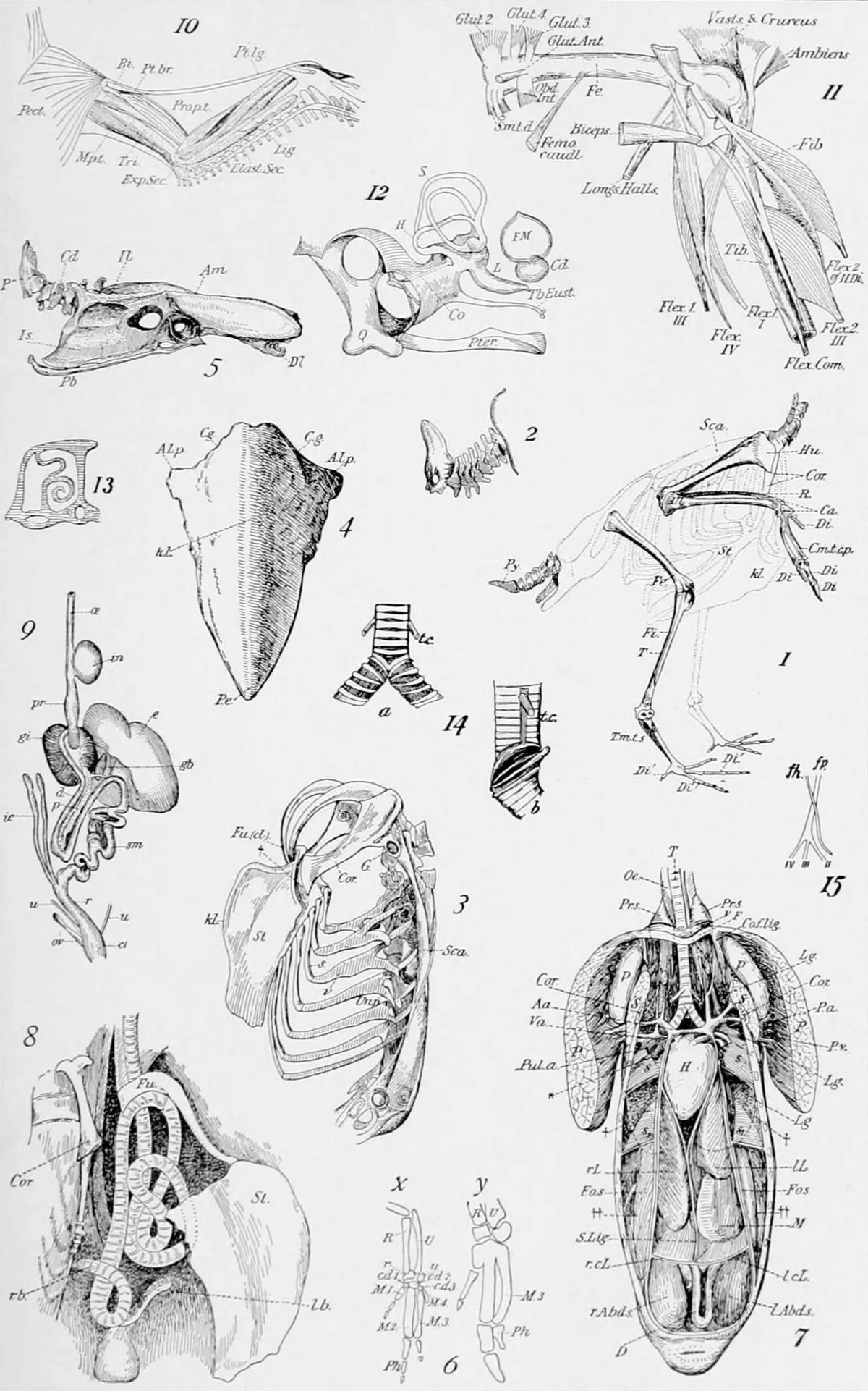 triceps brachii three heads anatomy