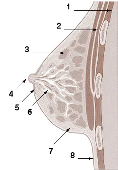 what muscles do dumbbell bench press work