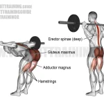 how to do good mornings with dumbbells