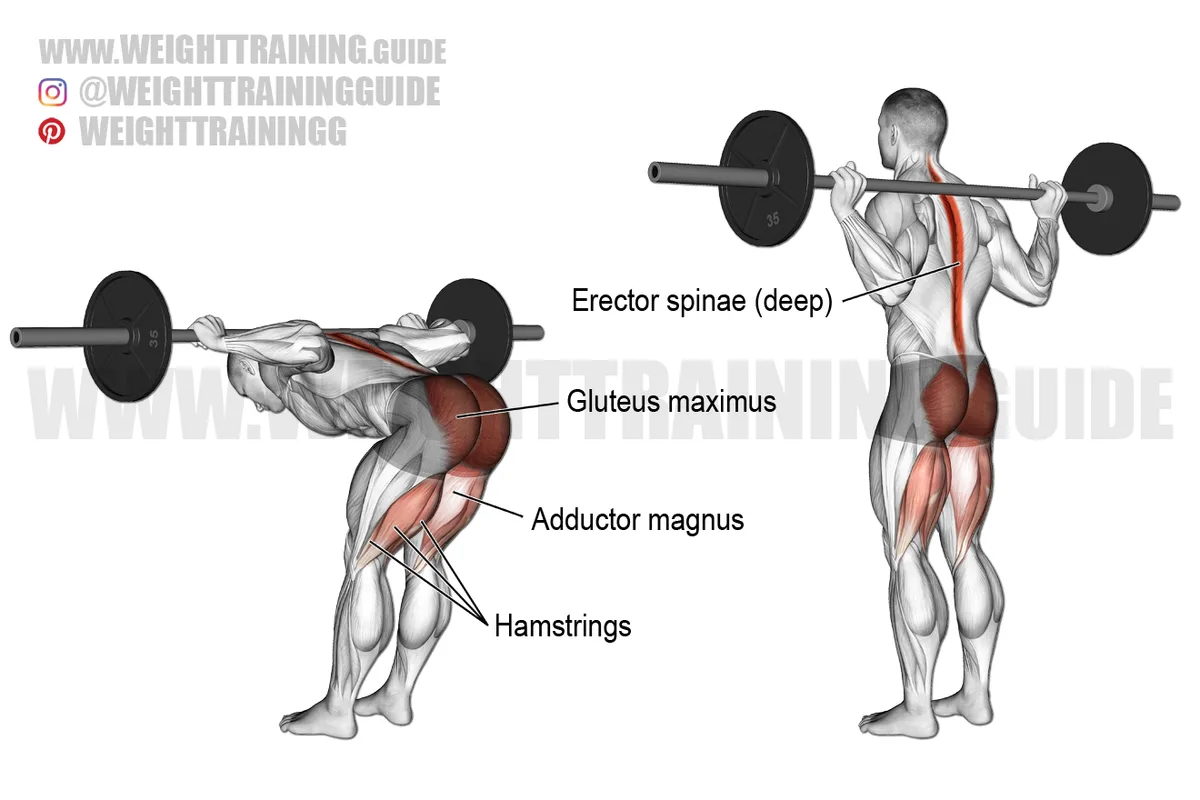 how to do good mornings with dumbbells