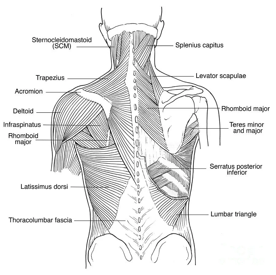 latissimus dorsi